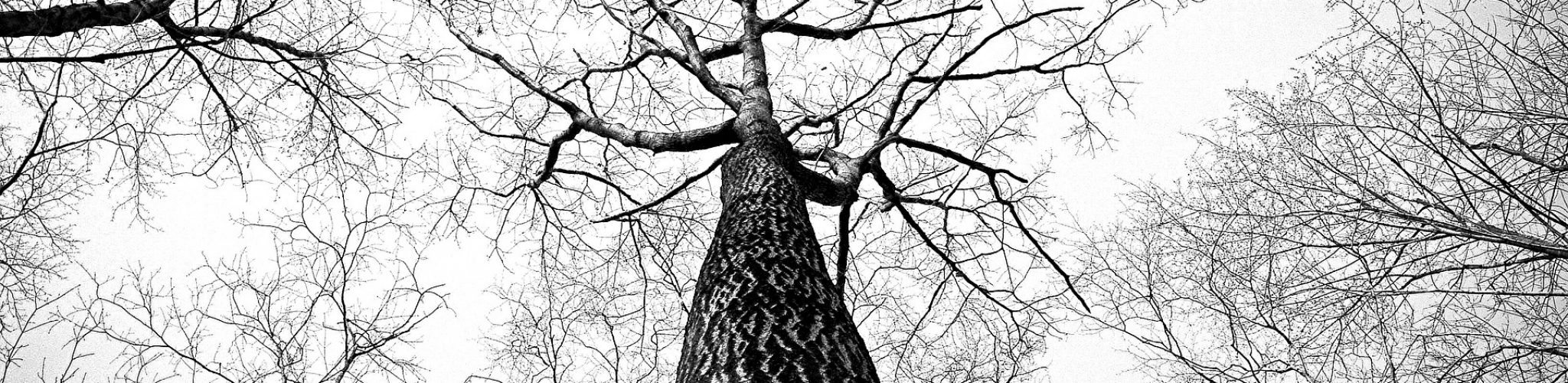 branches-238379_1920